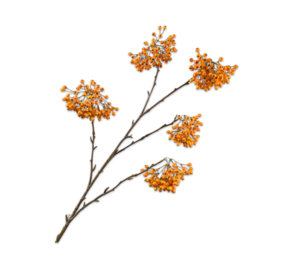 SILK-KA Berry branch Orange / Yellow | 140 cm SILK-KA Berry branch Orange / Yellow | 140 cm