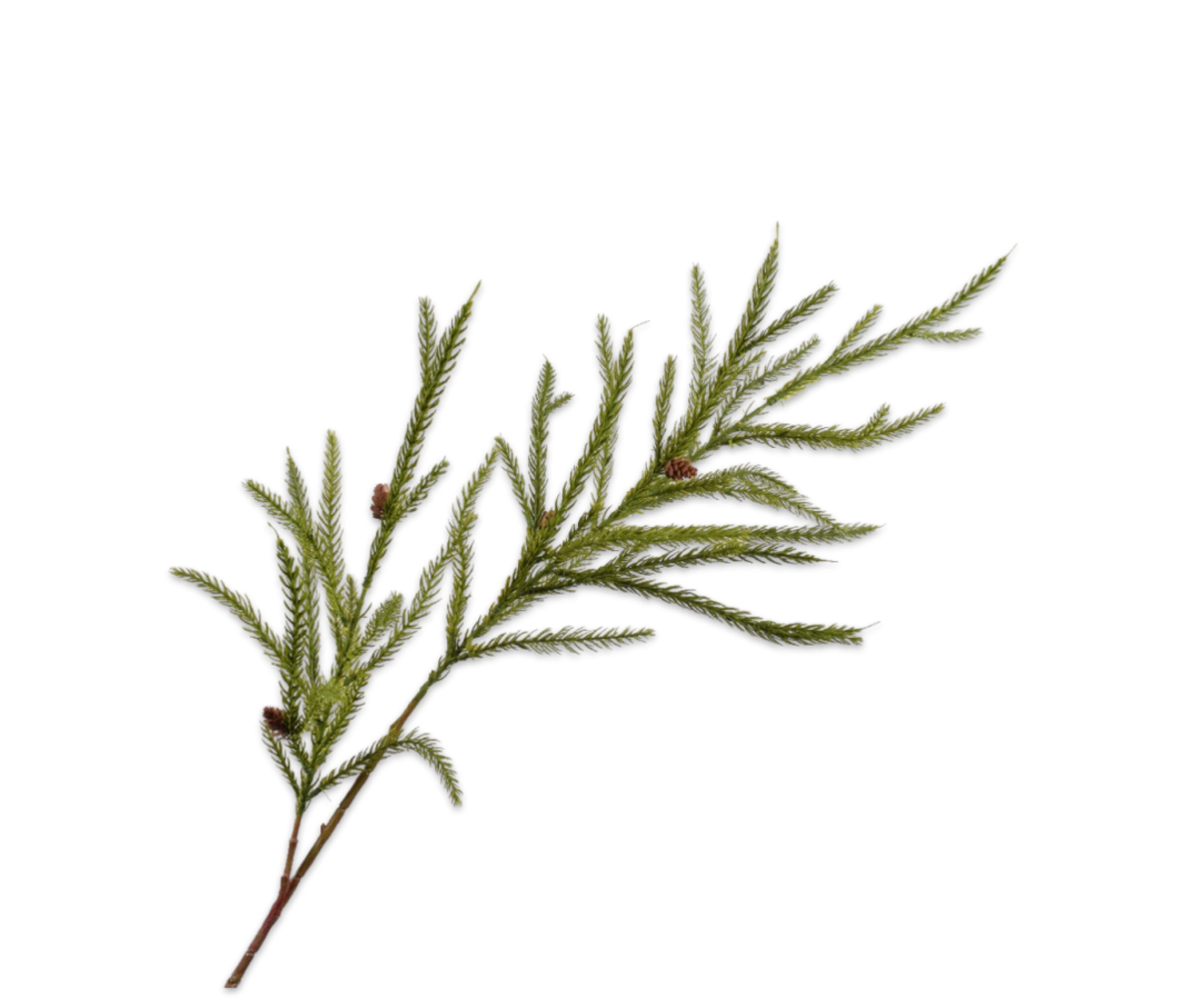 SILK-KA Aguja Rama Pino Verde | 111cm SILK-KA Aguja Rama Pino Verde | 111cm