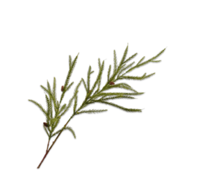 SILK-KA Aguja Rama Pino Verde | 111cm SILK-KA Aguja Rama Pino Verde | 111cm