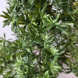 Greenmoods Kunstbonsaiboom Den UV 90cm Greenmoods Kunstbonsaiboom Den UV 90cm