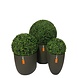 Greenmoods Buxus kunstbol Romeinse stijl UV D40cm Greenmoods Buxus kunstbol Romeinse stijl UV D40cm