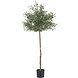 Greenmoods Künstlicher Olivenbaum mit Oliven 155 cm Greenmoods Künstlicher Olivenbaum mit Oliven 155 cm