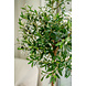 Greenmoods Künstlicher Olivenbaum mit Oliven 155 cm Greenmoods Künstlicher Olivenbaum mit Oliven 155 cm