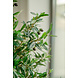 Greenmoods Künstlicher Olivenbaum mit Oliven 155 cm Greenmoods Künstlicher Olivenbaum mit Oliven 155 cm
