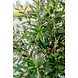 Greenmoods Künstlicher Olivenbaum mit Oliven 155 cm Greenmoods Künstlicher Olivenbaum mit Oliven 155 cm