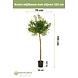 Greenmoods Künstlicher Olivenbaum mit Oliven 155 cm Greenmoods Künstlicher Olivenbaum mit Oliven 155 cm