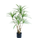 Greenmoods Künstliche Pflanze Dracaena 90 cm Greenmoods Künstliche Pflanze Dracaena 90 cm