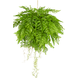 Greenmoods Künstliche Hängepflanze Farn mit Wurzeln D55 cm mit Aufhängesystem Greenmoods Künstliche Hängepflanze Farn mit Wurzeln D55 cm mit Aufhängesystem