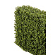 Greenmoods Künstliche Buchsbaumhecke 70x20x50 cm UV Greenmoods Künstliche Buchsbaumhecke 70x20x50 cm UV