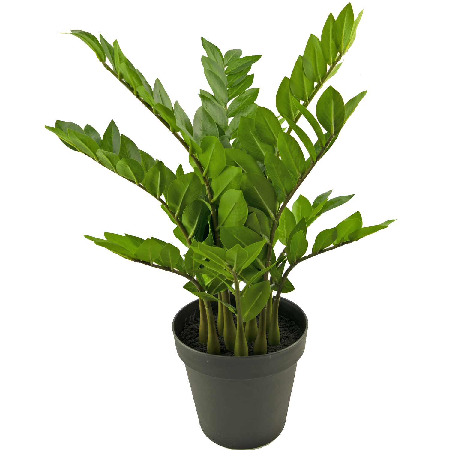 Pianta finta di zamioculcas