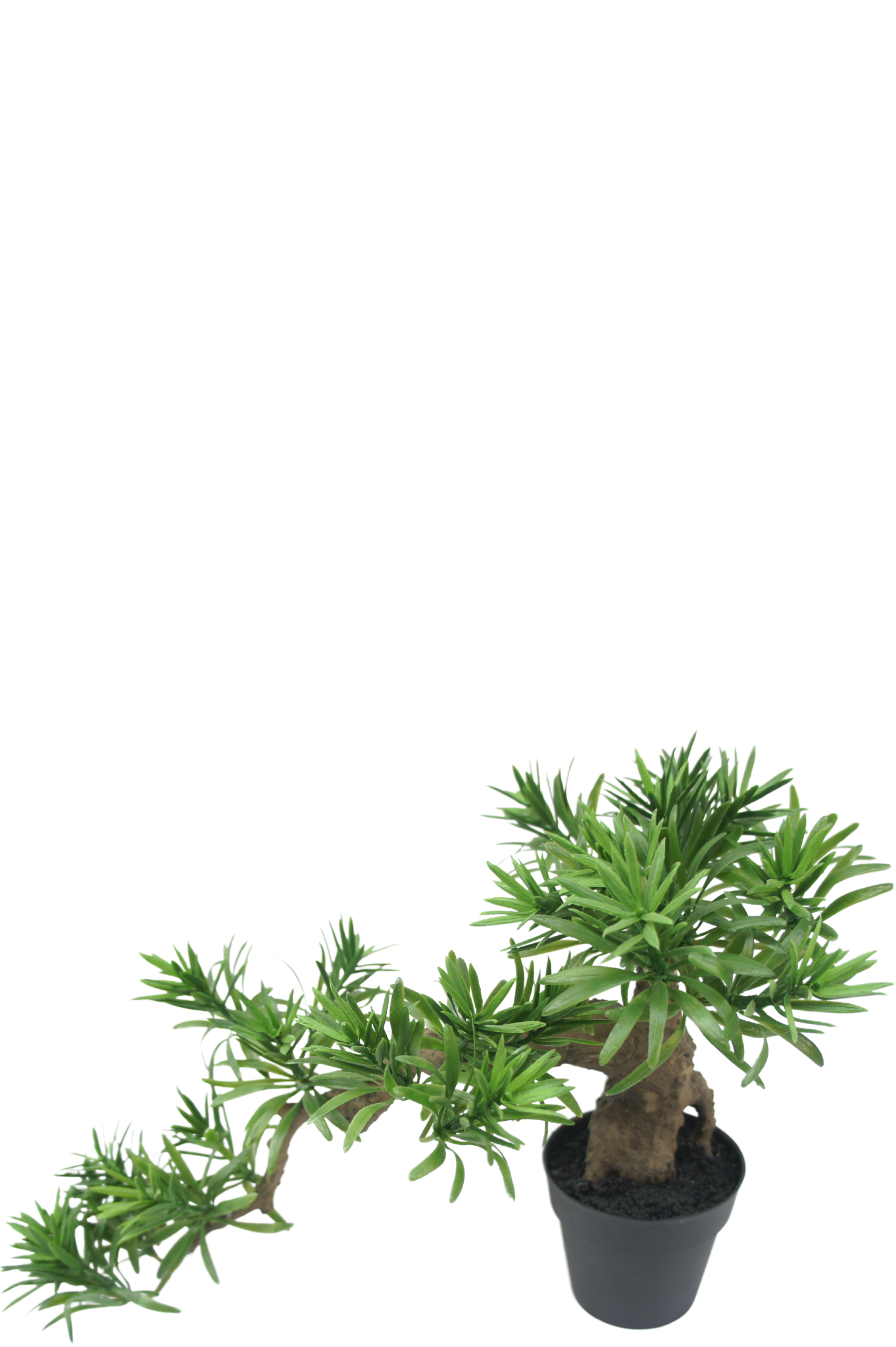 Bonsai Podocarpus artificiale 52 cm - NU PUUR & GROEN B.V.