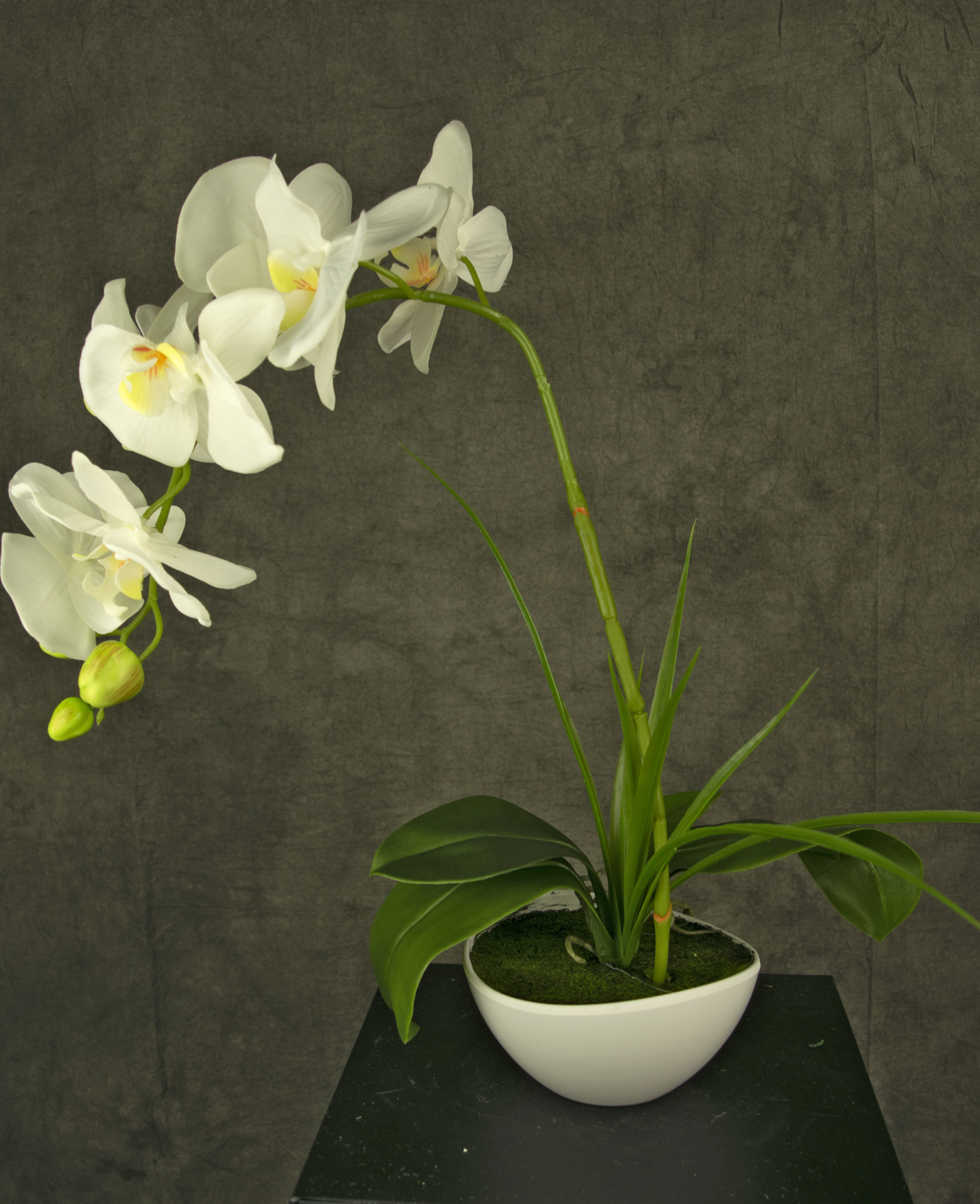 https://cdn.webshopapp.com/shops/64323/files/444613602/greenmoods-orchidea-artificiale-bianca-da-50-cm-in.jpg