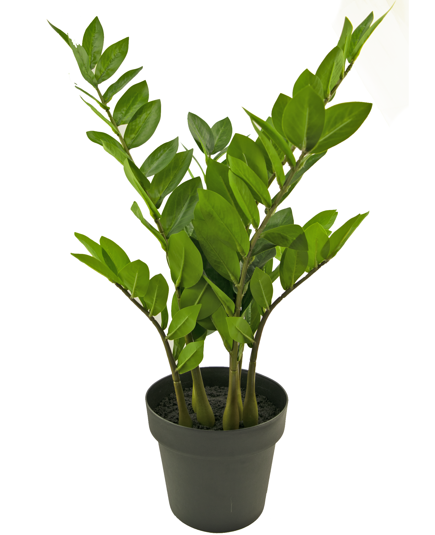 Pianta finta di zamioculcas