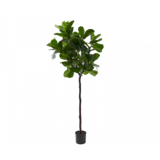 SILK-KA Ficus Vert | 210 cm