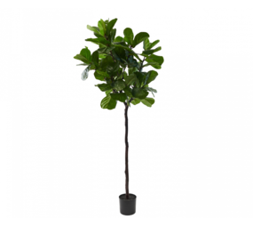 SILK-KA Ficus Verde | 210cm