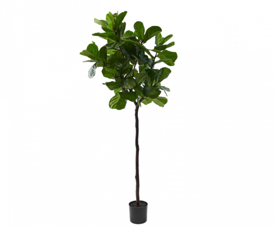 SILK-KA Ficus Grün | 210 cm