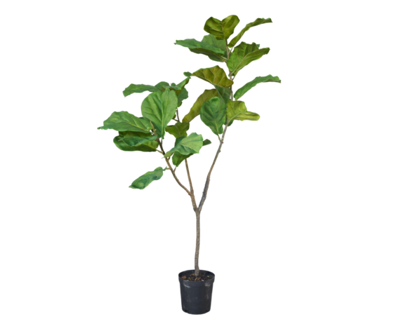 SILK-KA Ficus Verde | 151cm SILK-KA Ficus Verde | 151cm