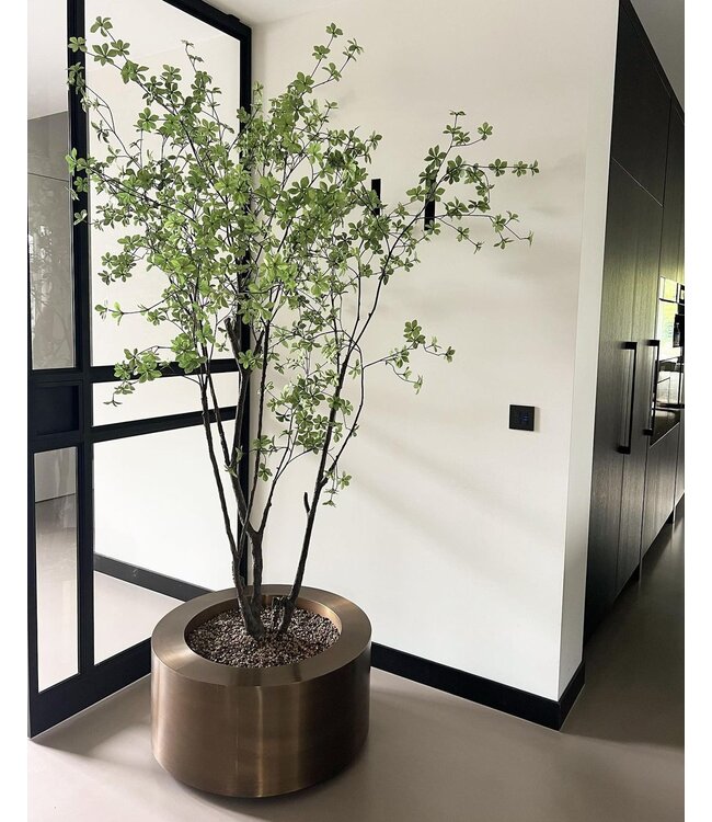 SILK-KA Bucida | 244 cm
