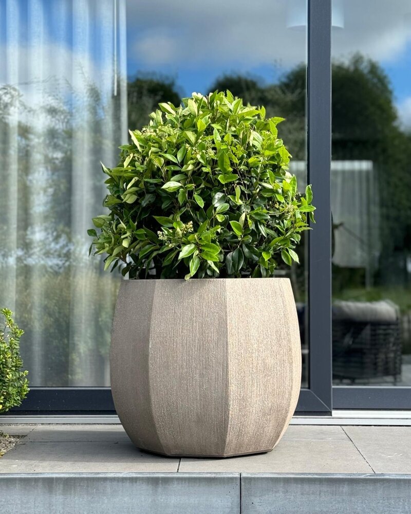 DOMANI ALMA | Natural Grey DOMANI ALMA | Natural Grey