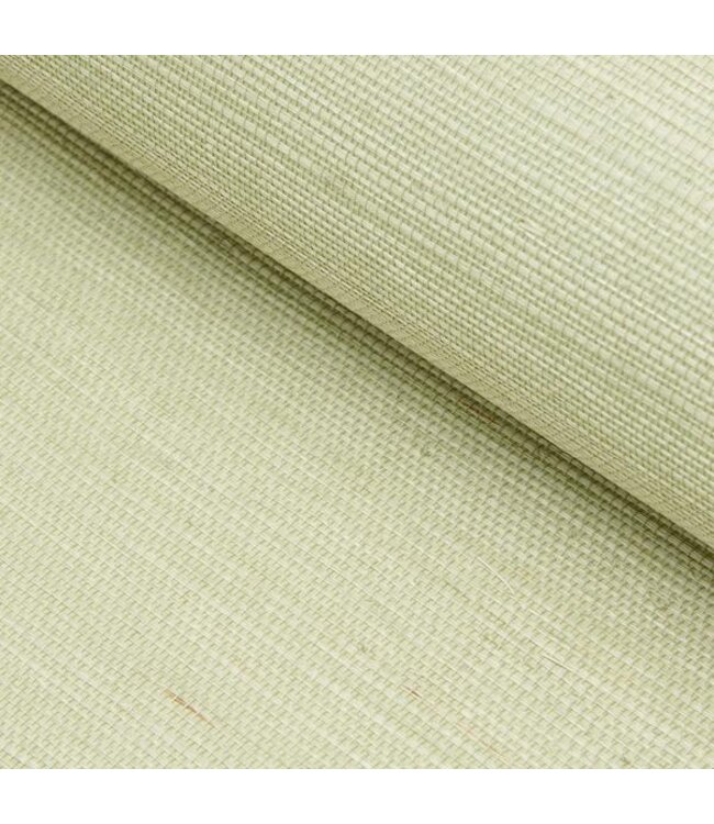 DWC Universidad de cúrcuma