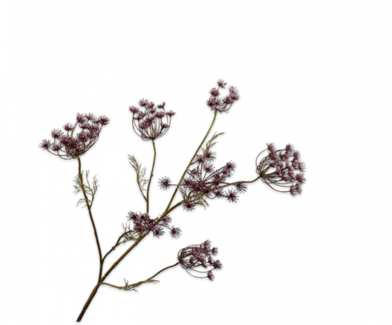 SILK-KA Branche d'Aneth Violet | 107 cm SILK-KA Branche d'Aneth Violet | 107 cm