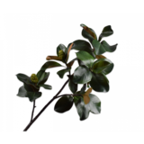 SILK-KA Branche de Magnolia Vert DK | 157 cm