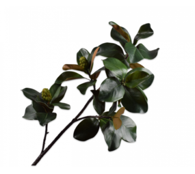 SILK-KA Magnolia Tak Groen DK | 157 cm SILK-KA Magnolia Tak Groen DK | 157 cm