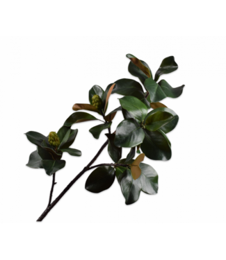 SILK-KA Branche de Magnolia Vert DK | 157 cm