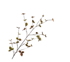 SILK-KA Branche de feuilles Marron LT | 163 cm SILK-KA Branche de feuilles Marron LT | 163 cm
