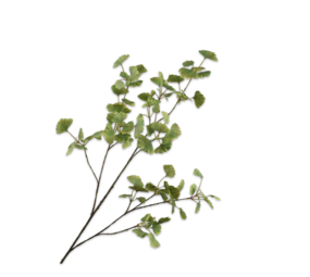 SILK-KA Branche de Ginkgo Vert LT | 115cm
