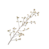 SILK-KA Ramo di rosa canina verde | 168cm