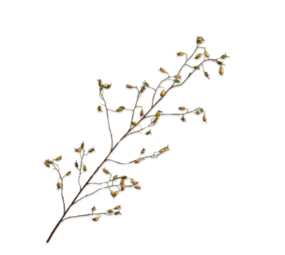 SILK-KA Rozenbottel Tak Groen | 168 cm SILK-KA Rozenbottel Tak Groen | 168 cm