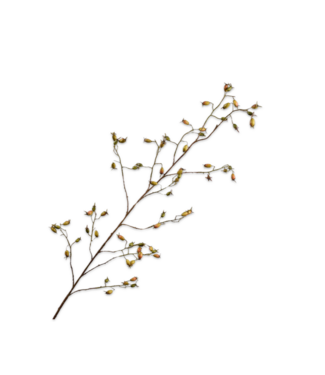 SILK-KA Branche de Rose Musquée Verte | 168 cm