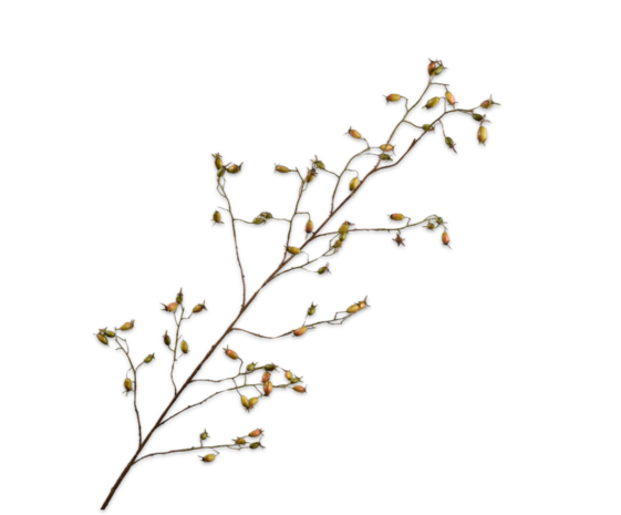 SILK-KA Nypegren Grønn | 168 cm SILK-KA Nypegren Grønn | 168 cm