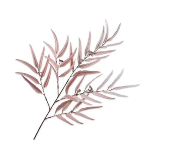 SILK-KA Palm Tak Champ | 123 cm