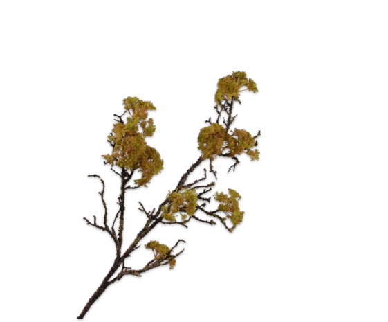 SILK-KA Tregren Mosegrønn | 101 cm SILK-KA Tregren Mosegrønn | 101 cm