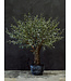SILK-KA Olijf Boom Groen | 240 cm