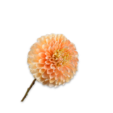 SILK-KA Pêche à tige de Dahlia | 64 cm SILK-KA Pêche à tige de Dahlia | 64 cm
