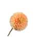 SILK-KA Pêche à tige de Dahlia | 64 cm SILK-KA Pêche à tige de Dahlia | 64 cm