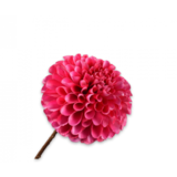 SILK-KA Dahlia Acier Fuchsia | 64 cm SILK-KA Dahlia Acier Fuchsia | 64 cm