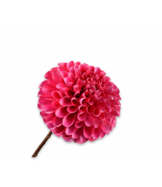 SILK-KA Dalia Acero Fucsia | 64cm