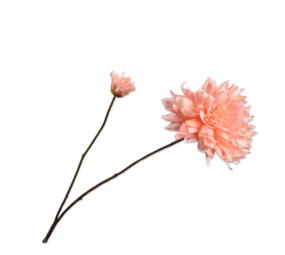 SILK-KA Ramo di Dalia Crema/Rosa Real Touch | 102cm SILK-KA Ramo di Dalia Crema/Rosa Real Touch | 102cm
