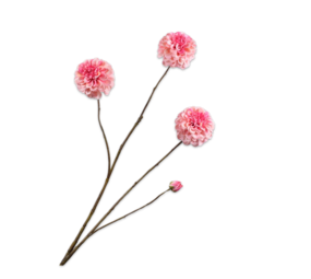SILK-KA Branche de Dahlia Rose | 103cm SILK-KA Branche de Dahlia Rose | 103cm