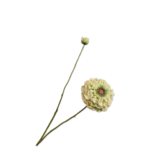 SILK-KA Branche de Zinnia Vert | 85 cm SILK-KA Branche de Zinnia Vert | 85 cm
