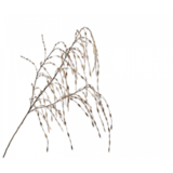 SILK-KA Ramo d'erba oro | 119cm