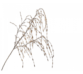 SILK-KA Rama de hierba dorada | 119cm