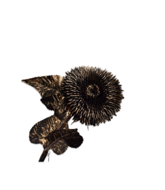 SILK-KA Sonnenblumenstiel Schwarz / Gold | 96 cm
