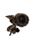SILK-KA Sunflower Stem Black/Gold | 96 cm SILK-KA Sunflower Stem Black/Gold | 96 cm