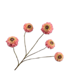 SILK-KA Pesca con ramo di zinnia | 91cm SILK-KA Pesca con ramo di zinnia | 91cm