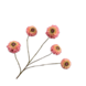 SILK-KA Zinnia Tak Perzik | 91 cm SILK-KA Zinnia Tak Perzik | 91 cm